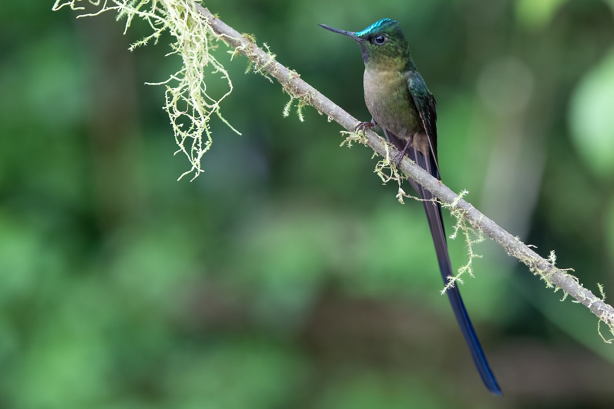 Violet-tailed Sylph - ML362798461
