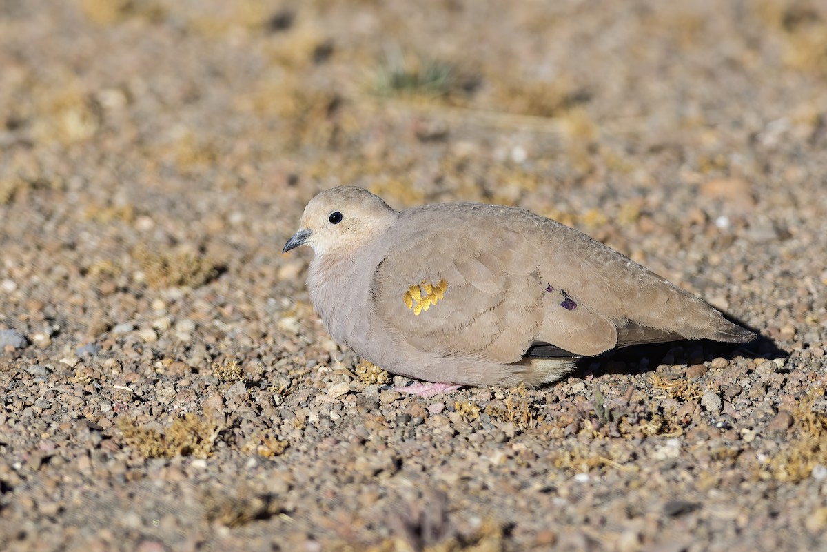 Golden-spotted Ground Dove - ML362799011