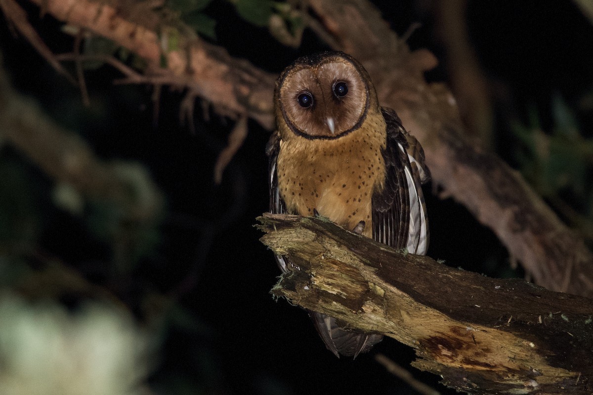 Australian Masked-Owl - ML362800071