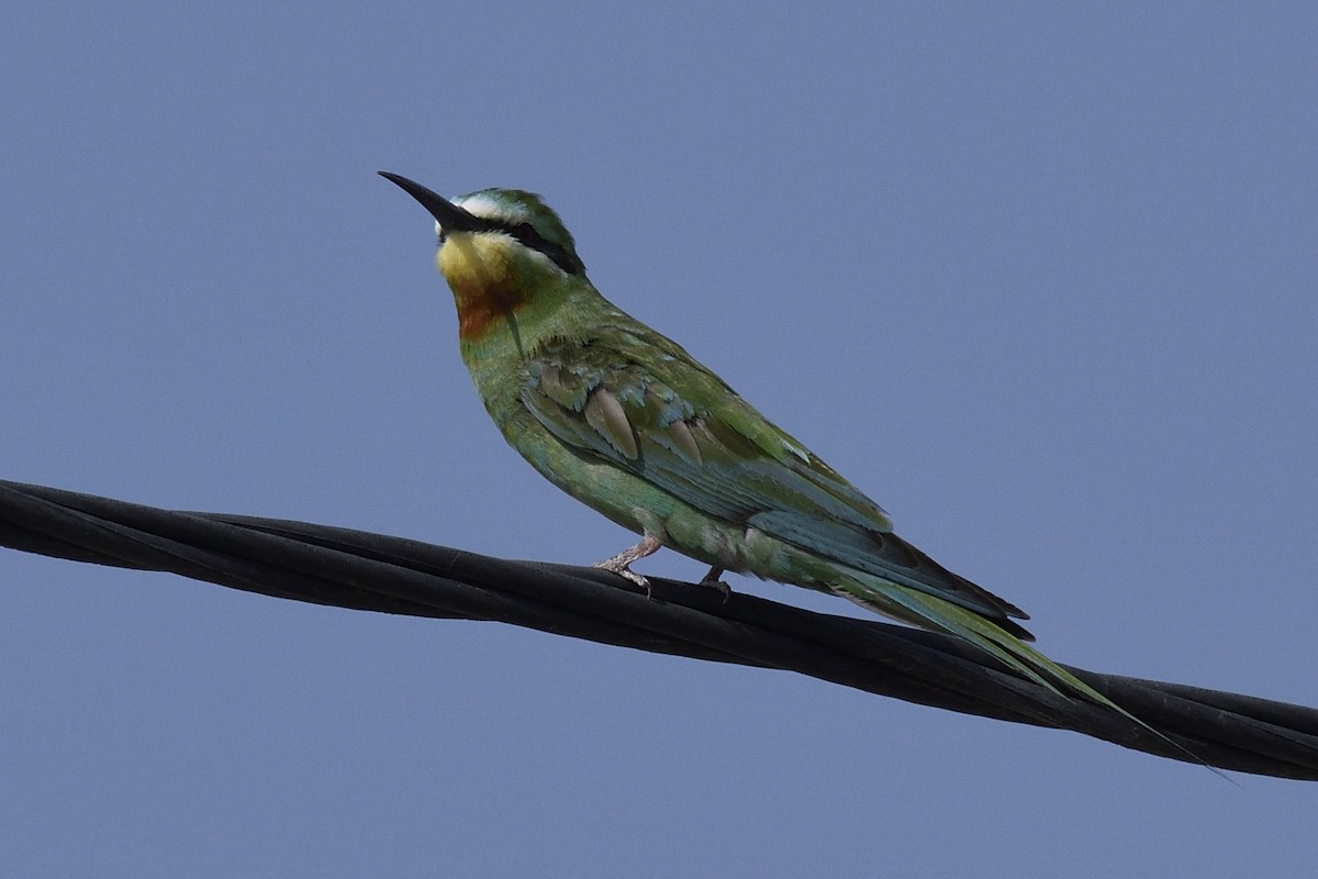Blue-cheeked Bee-eater - ML36280041