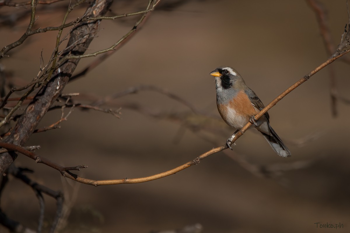 Many-colored Chaco Finch - ML362801171