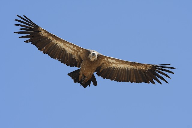 Eurasian Griffon (subspecies <em class="SciName notranslate">fulvus</em>). - Eurasian Griffon - 