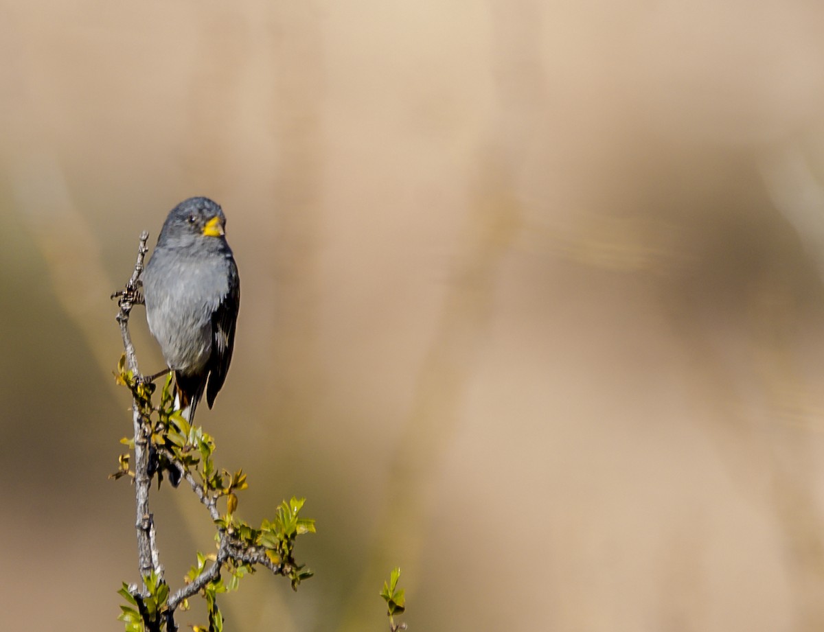 Band-tailed Seedeater - ML362804661