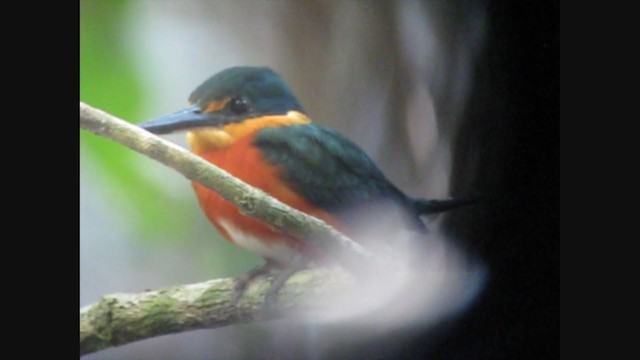 American Pygmy Kingfisher - ML362810751