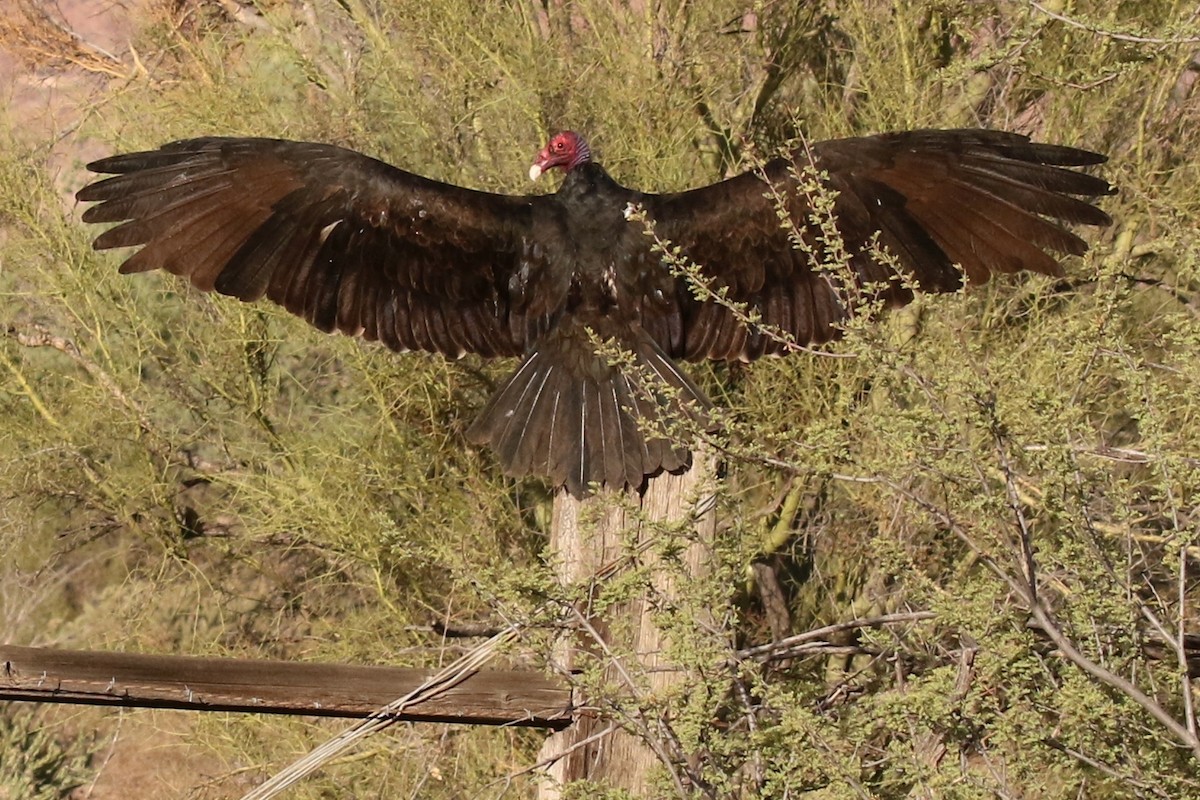 Turkey Vulture - ML36281111