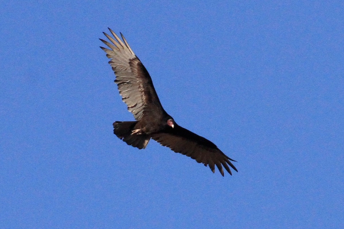 Turkey Vulture - ML36281141