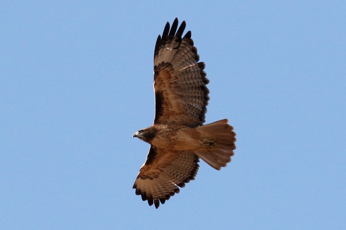 Red-tailed Hawk - ML36281201