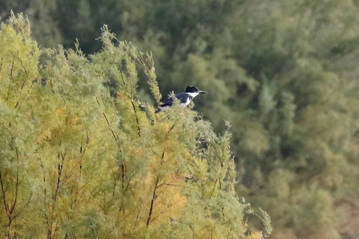 Belted Kingfisher - ML36281281