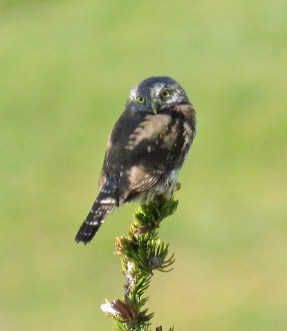 Northern Pygmy-Owl - K R Eckert