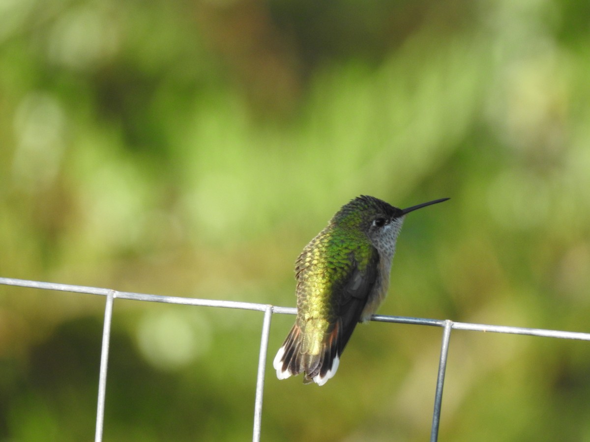 Calliope Hummingbird - ML362816431