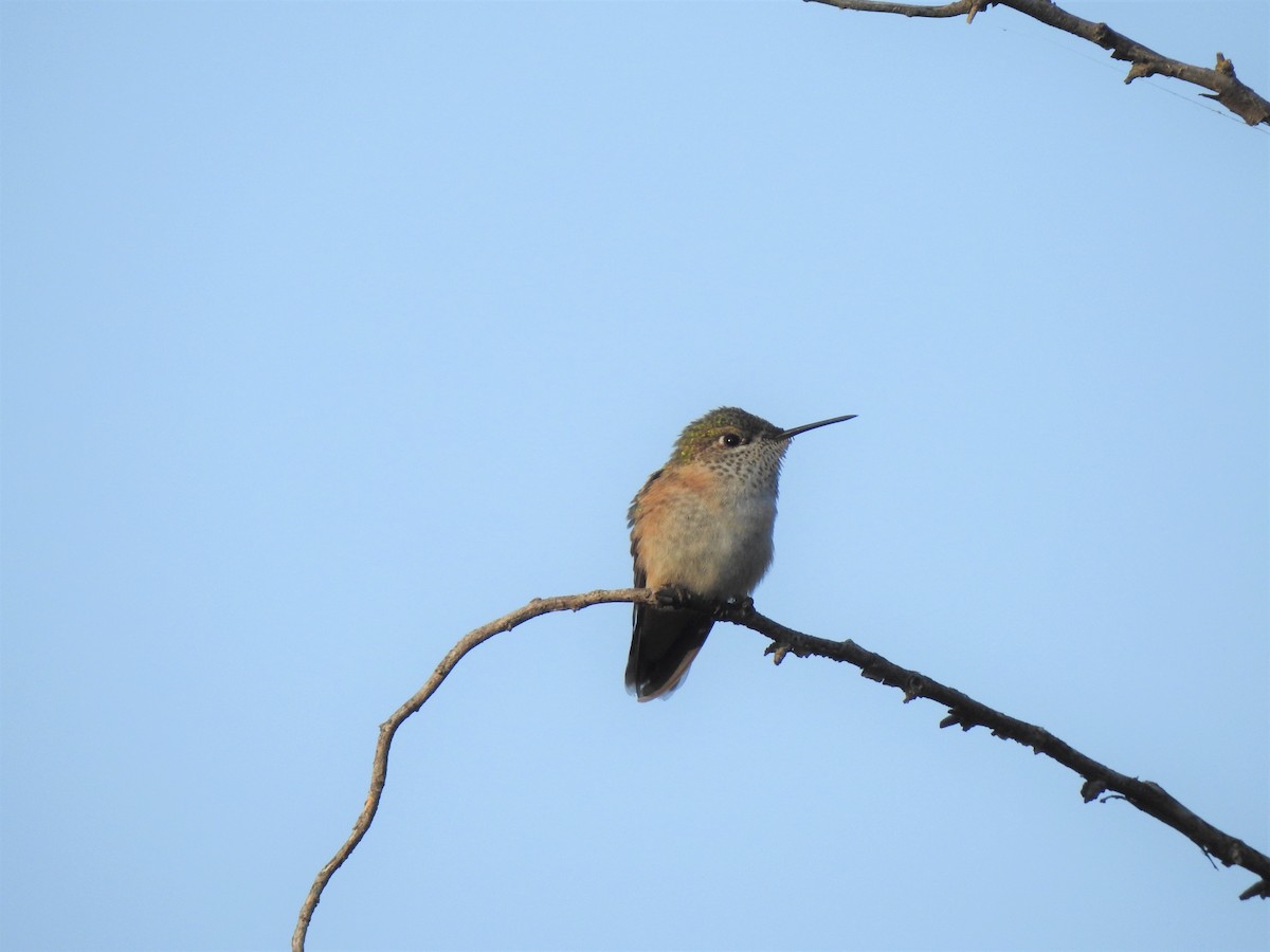 Calliope Hummingbird - ML362816561