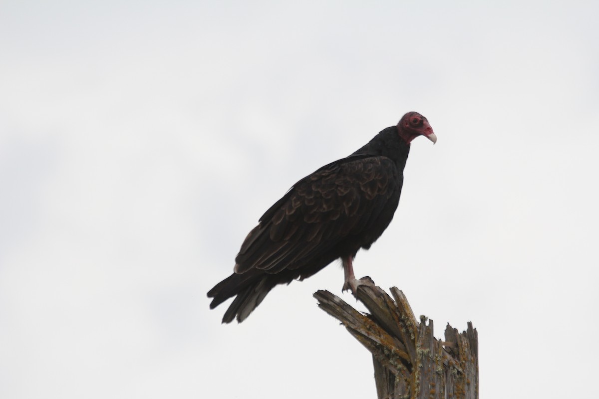 Turkey Vulture - ML362817481