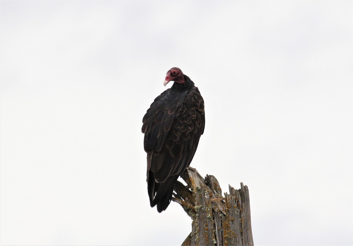 Turkey Vulture - ML362817541