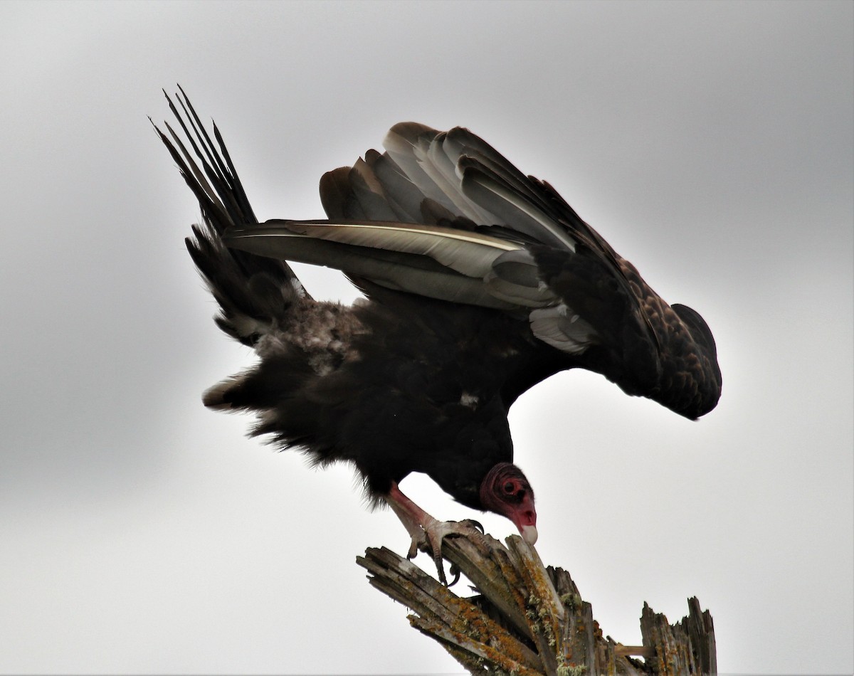Turkey Vulture - ML362817641