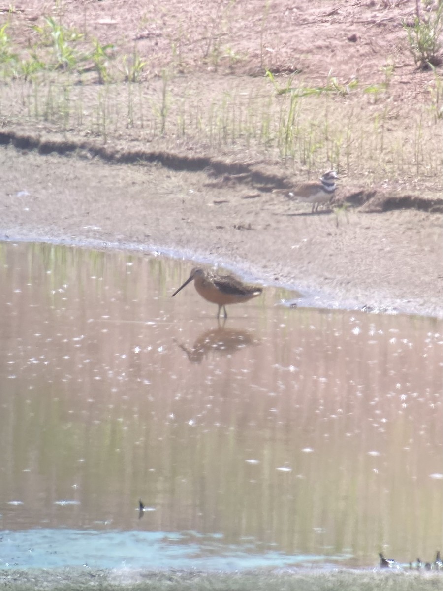 Long-billed Dowitcher - James Leone