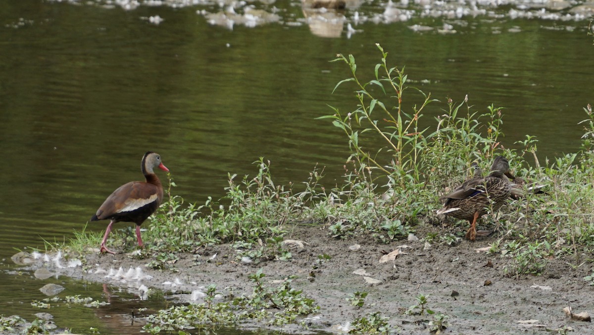 Black-bellied Whistling-Duck - A Otto