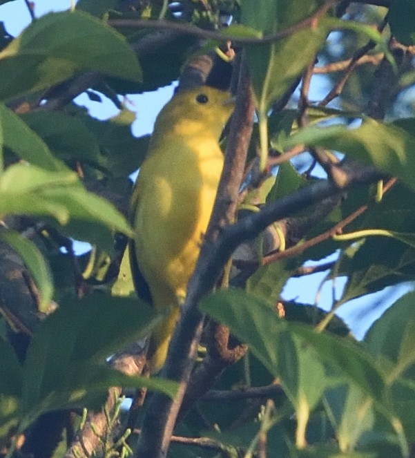 Yellow Warbler - Guy Babineau