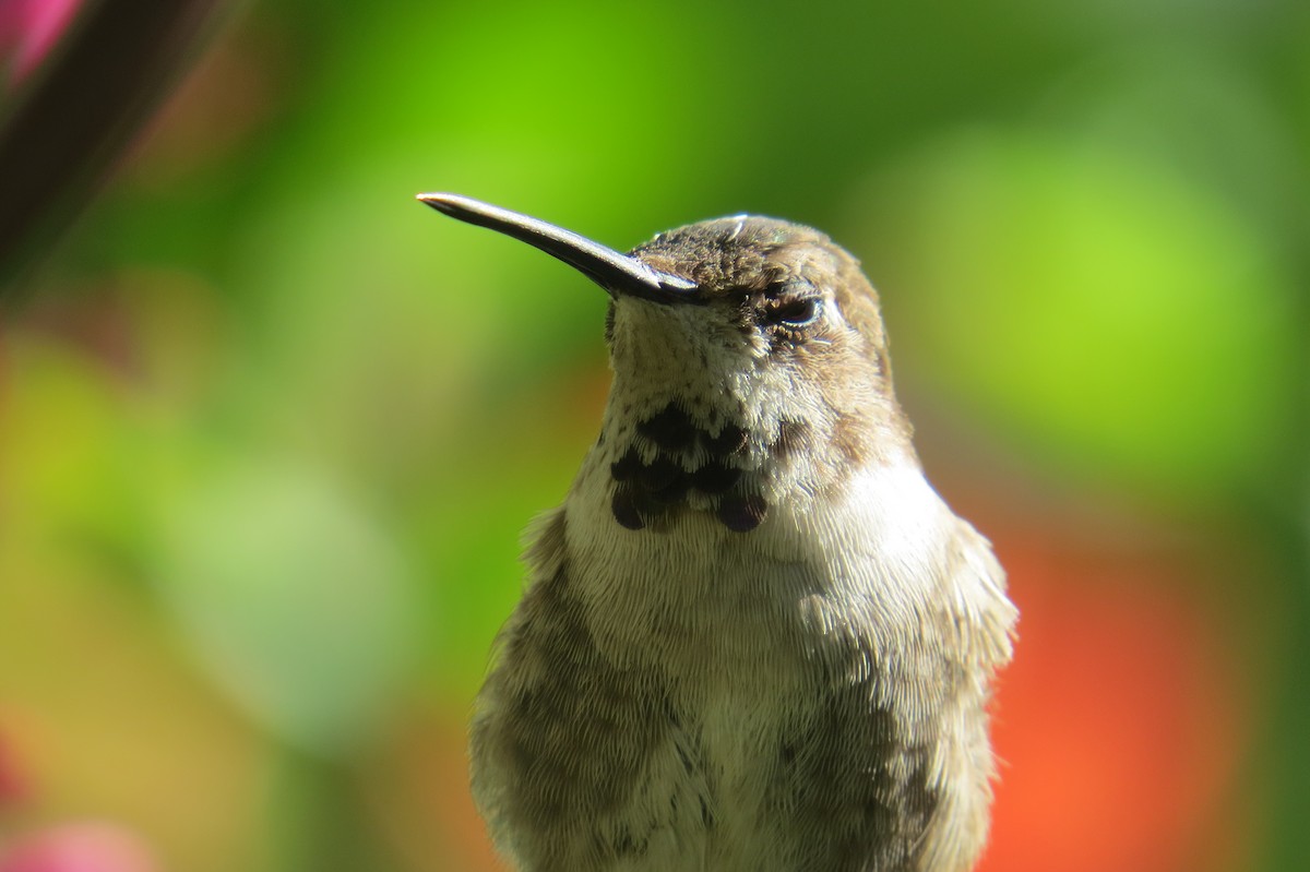 Black-chinned Hummingbird - David Muth
