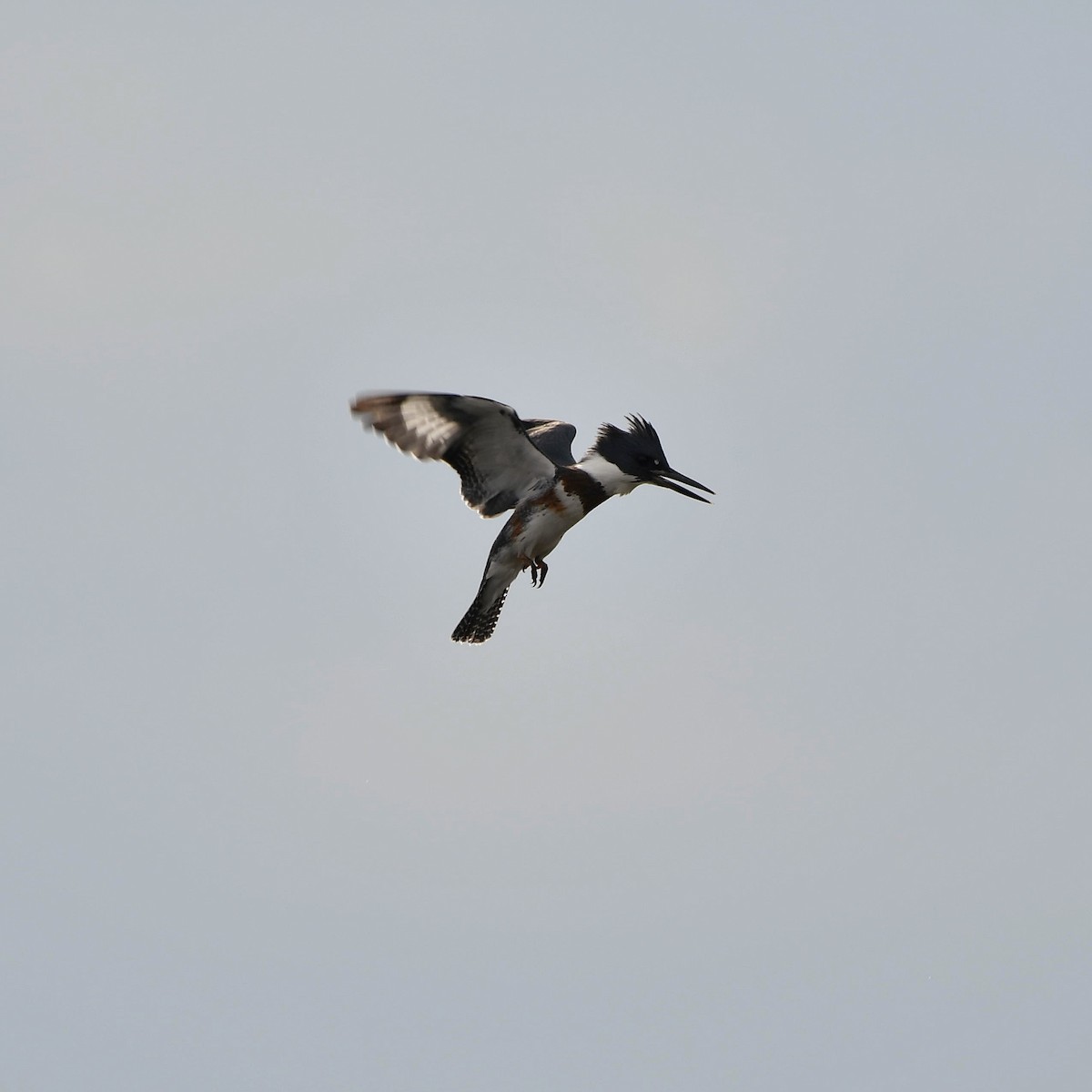 Belted Kingfisher - ML362835021