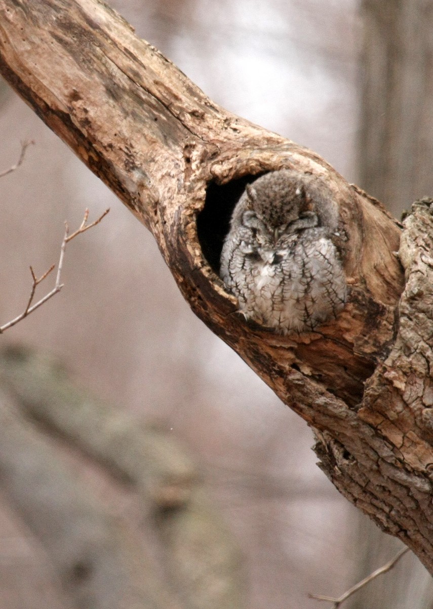Eastern Screech-Owl (Northern) - ML36283521