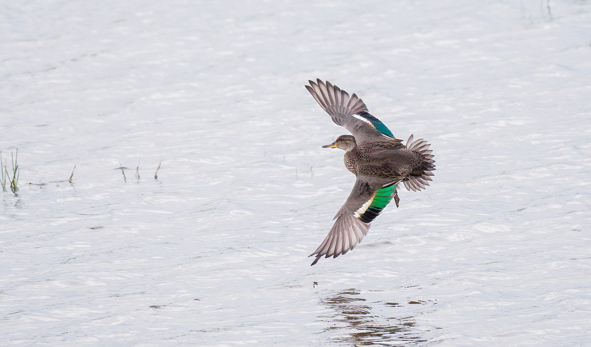 Green-winged Teal - ML362839931