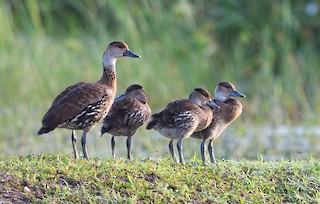 West Indian Whistling-Duck, ML362844771