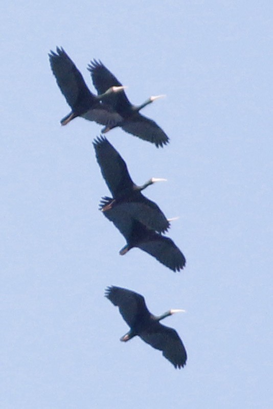 ibis tmavý - ML36285241