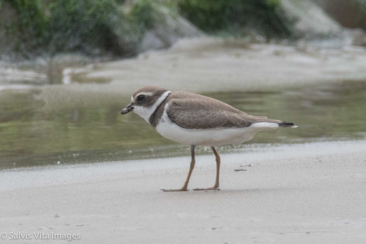 Semipalmated Plover - ML362854081