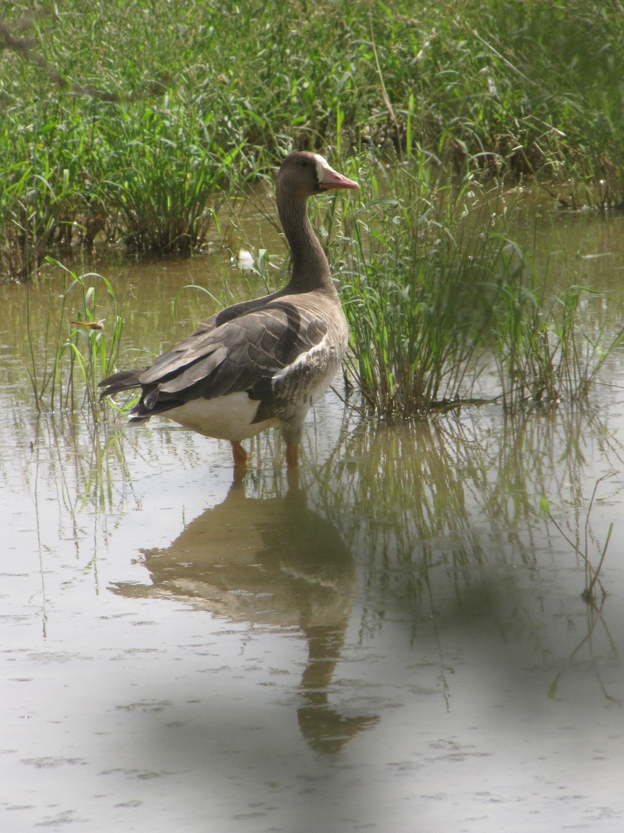 Greater White-fronted Goose - ML36285431