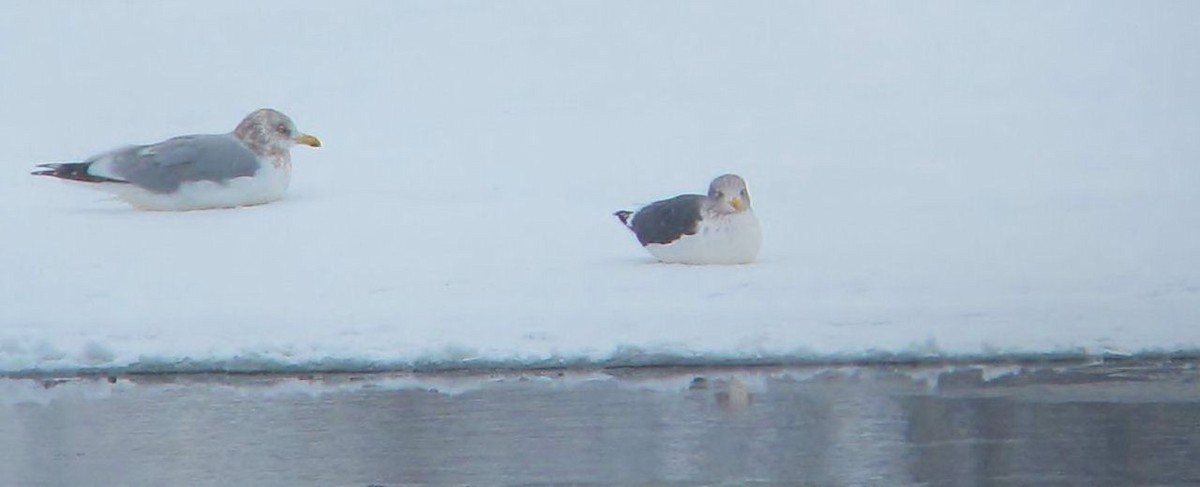 Lesser Black-backed Gull - Donald A. Sutherland
