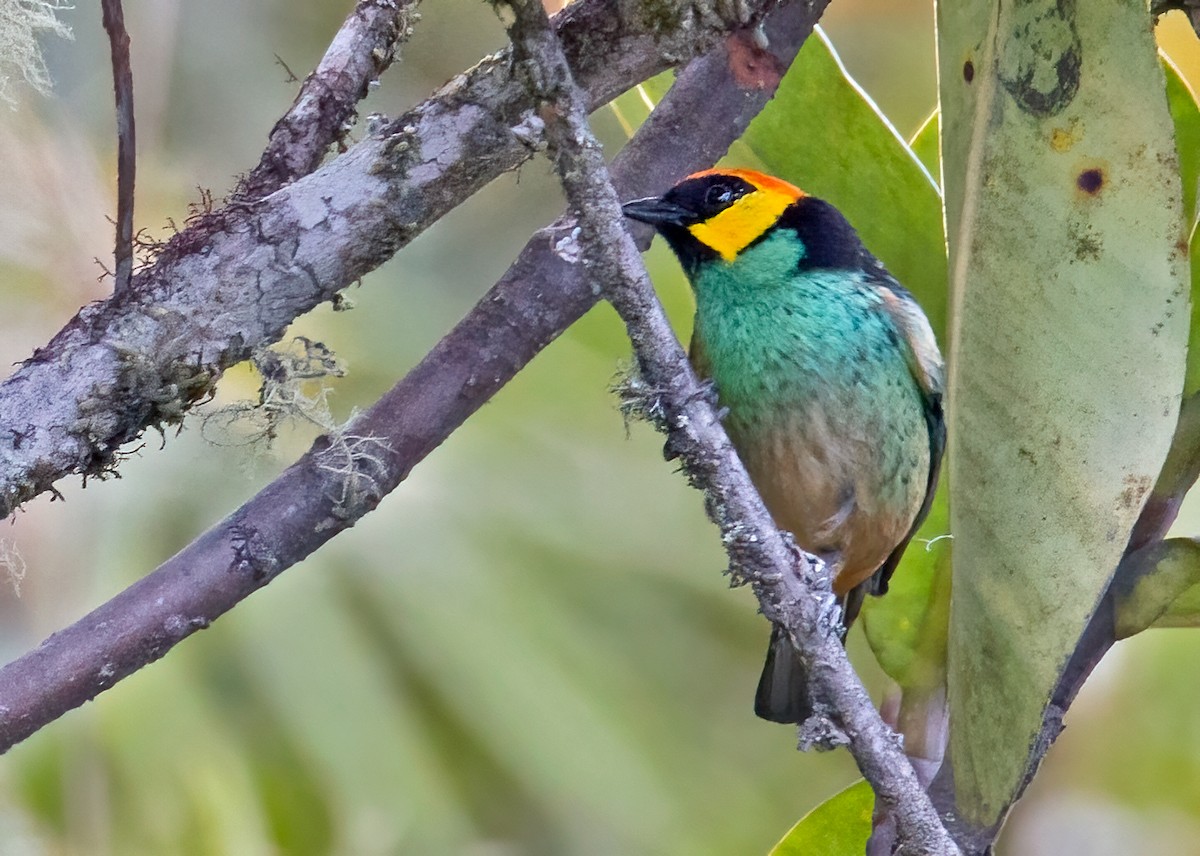 Saffron-crowned Tanager - ML362857131