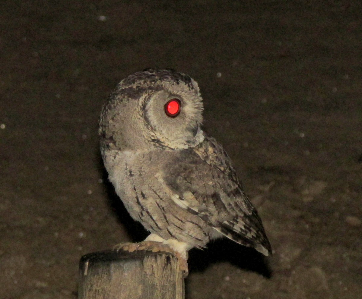 Indian Scops-Owl - Swastik Mahato