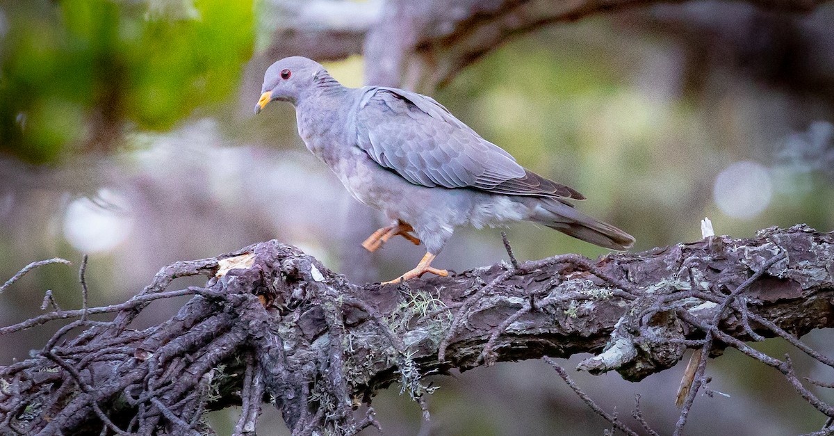 Band-tailed Pigeon - Sylvia Wright