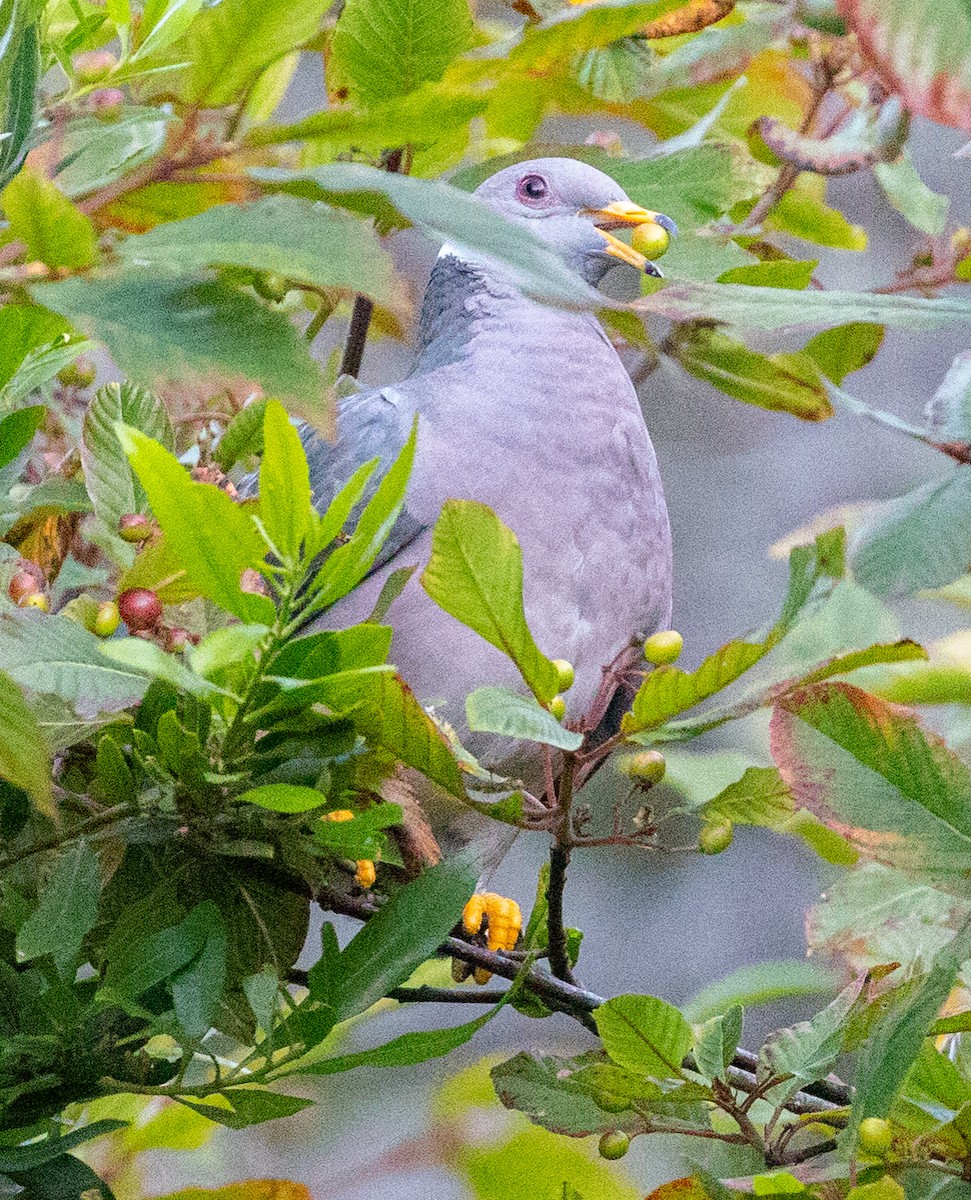 Band-tailed Pigeon - ML362865191