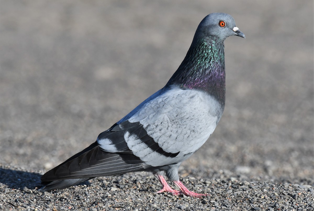 Rock Pigeon (Feral Pigeon) - Jean-Phillipe Boucher