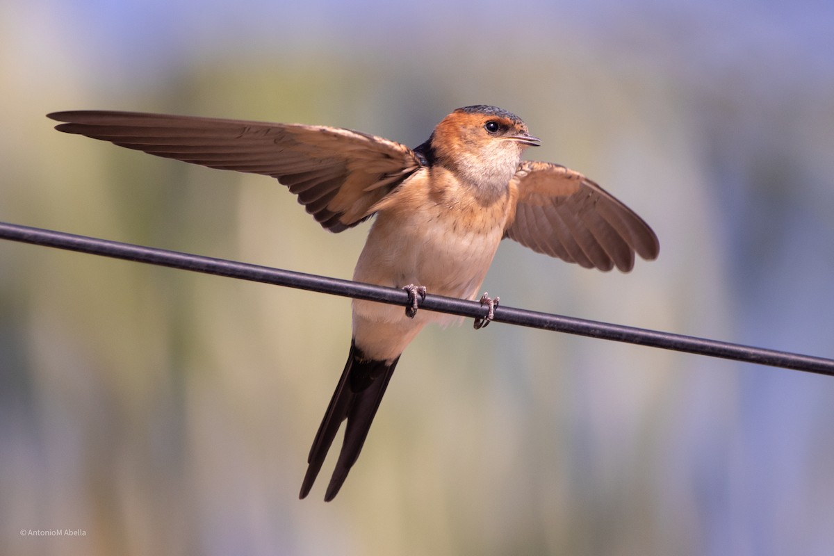 Red-rumped Swallow - ML362868241