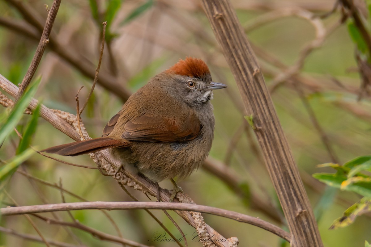 Sooty-fronted Spinetail - ML362869761
