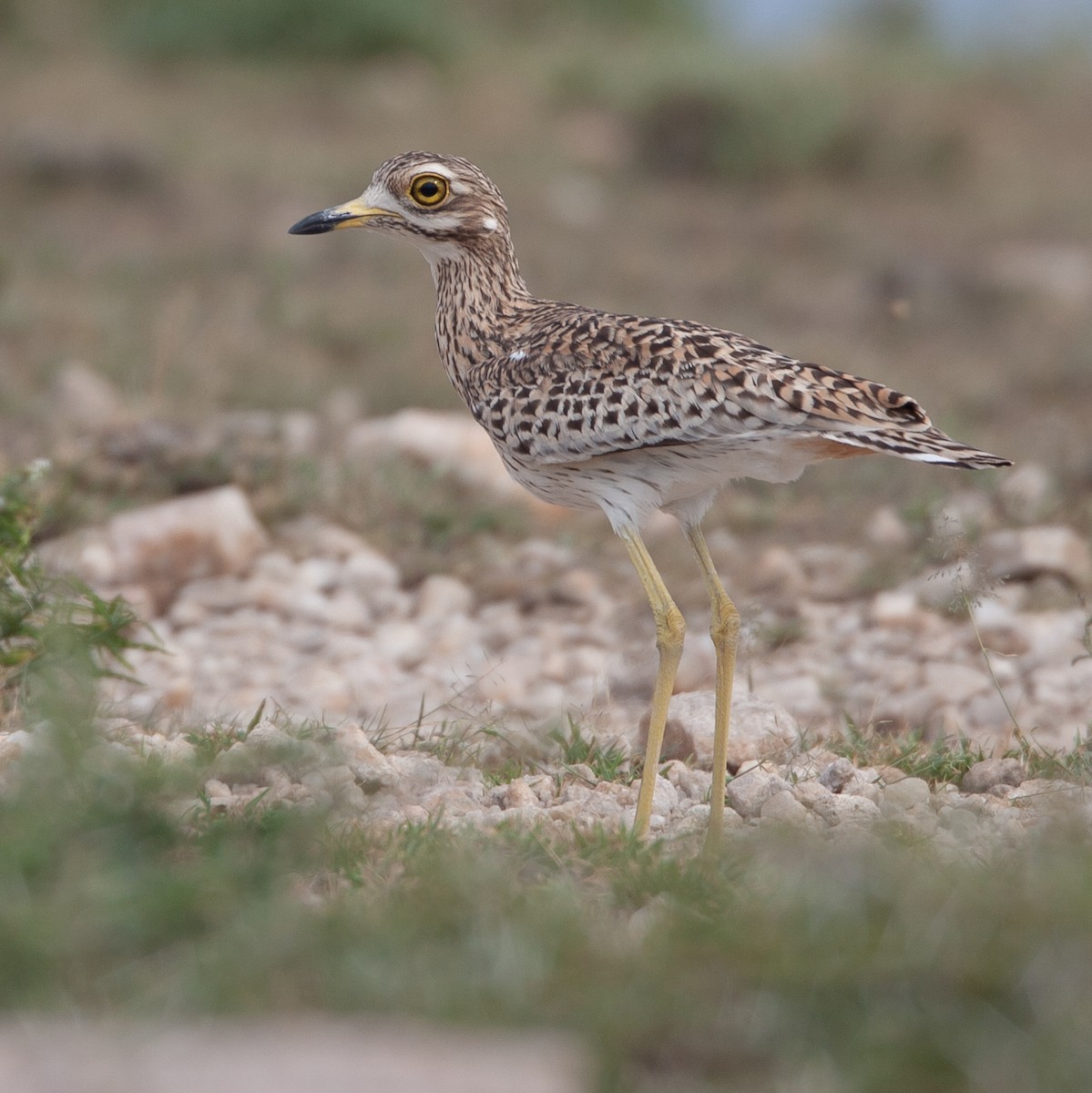 Spotted Thick-knee - ML362870611