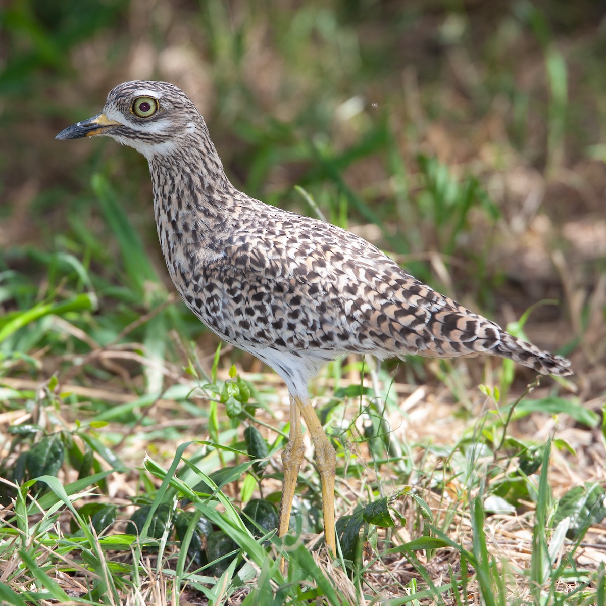 Spotted Thick-knee - ML362872771