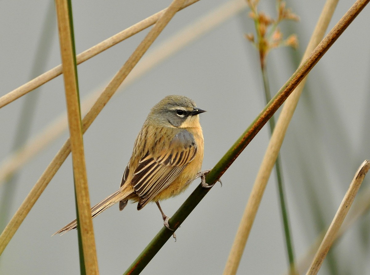 Long-tailed Reed Finch - Fermin Zorrilla