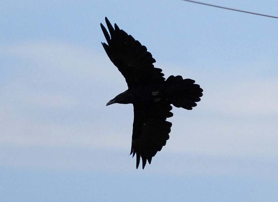 Common Raven - Mark Peterson
