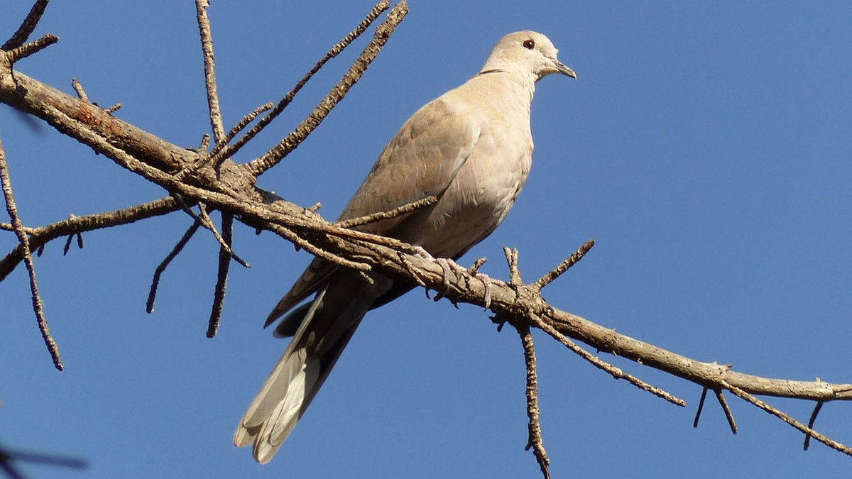 Eurasian Collared-Dove - Pete Wolf