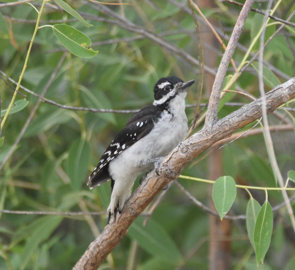 Hairy Woodpecker - Peter Olsoy