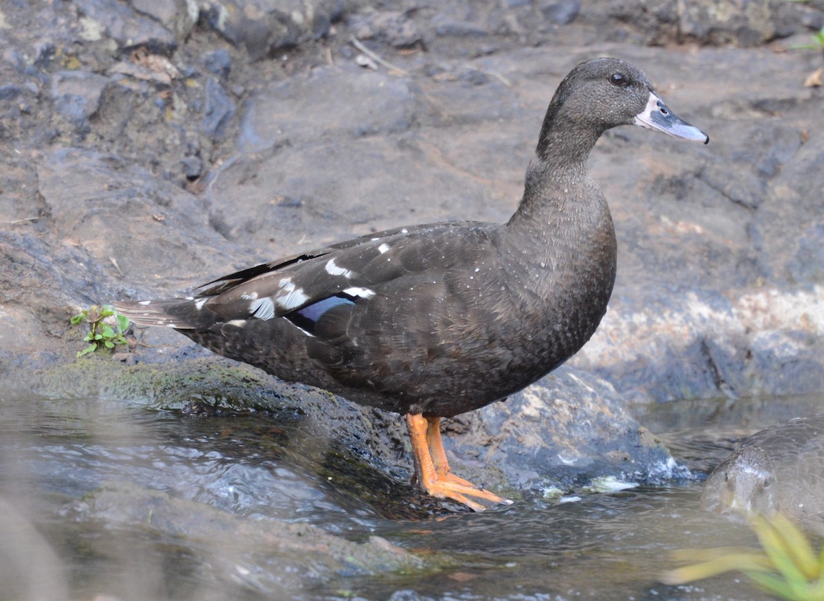African Black Duck - ML362888851