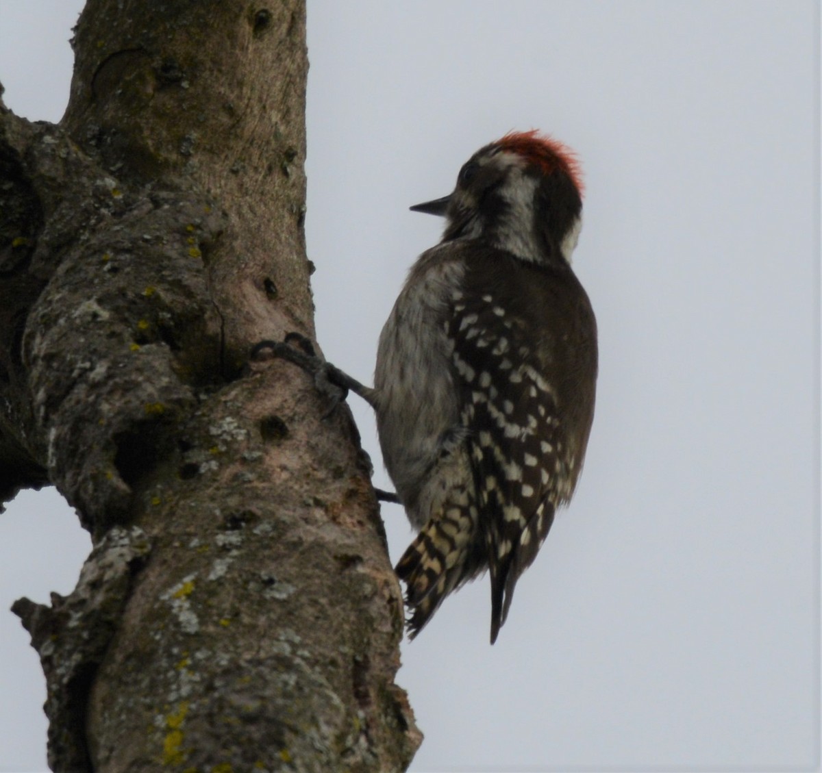 Brown-backed Woodpecker - ML362890741