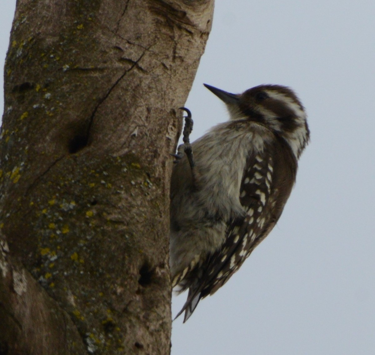 Brown-backed Woodpecker - ML362890761