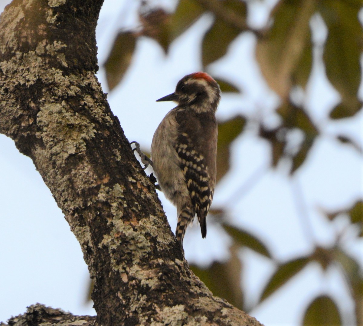 Brown-backed Woodpecker - ML362890781