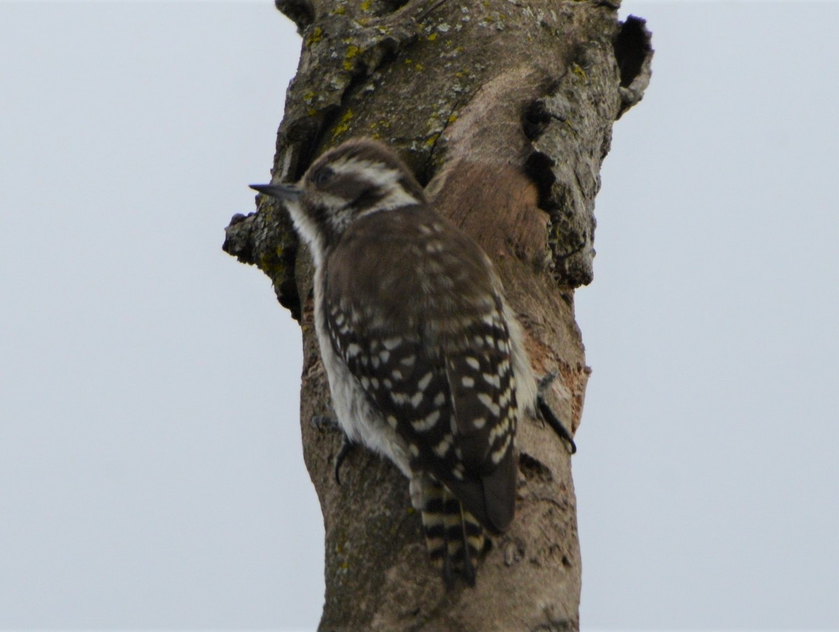 Brown-backed Woodpecker - ML362890791
