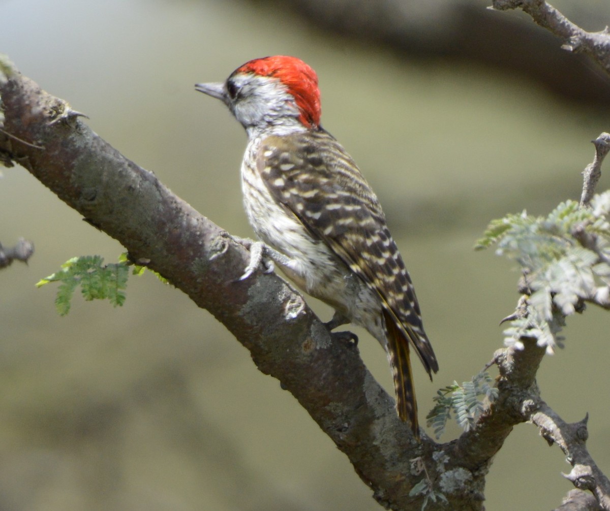 Cardinal Woodpecker - ML362891441