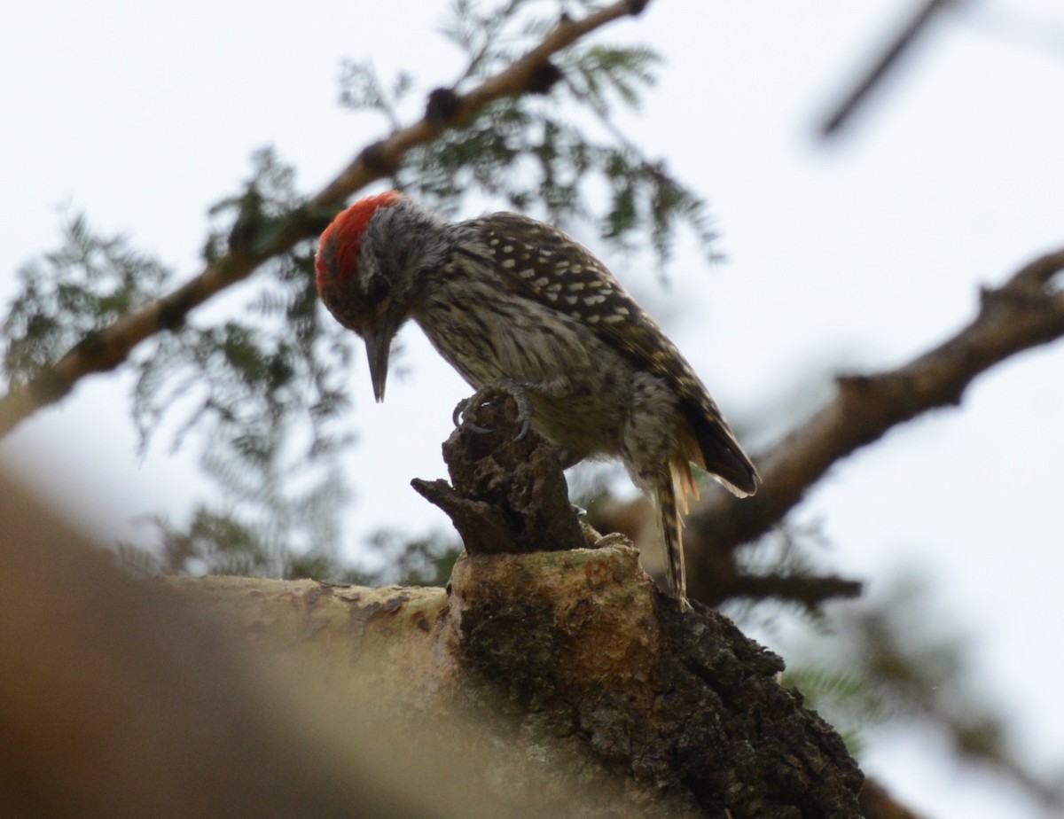 Cardinal Woodpecker - ML362891451